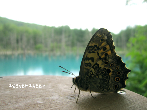 蝶と湖.jpg